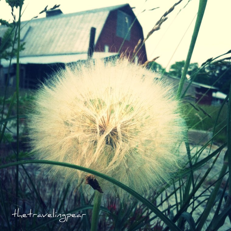 dandilion