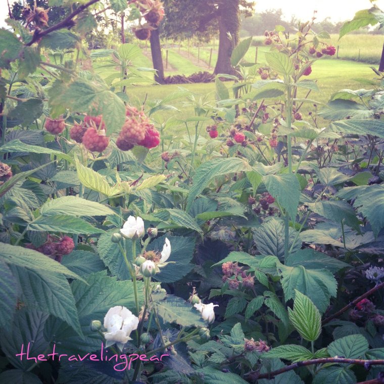 raspberries virginia