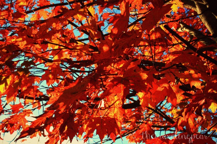 Leaf Peeper New England