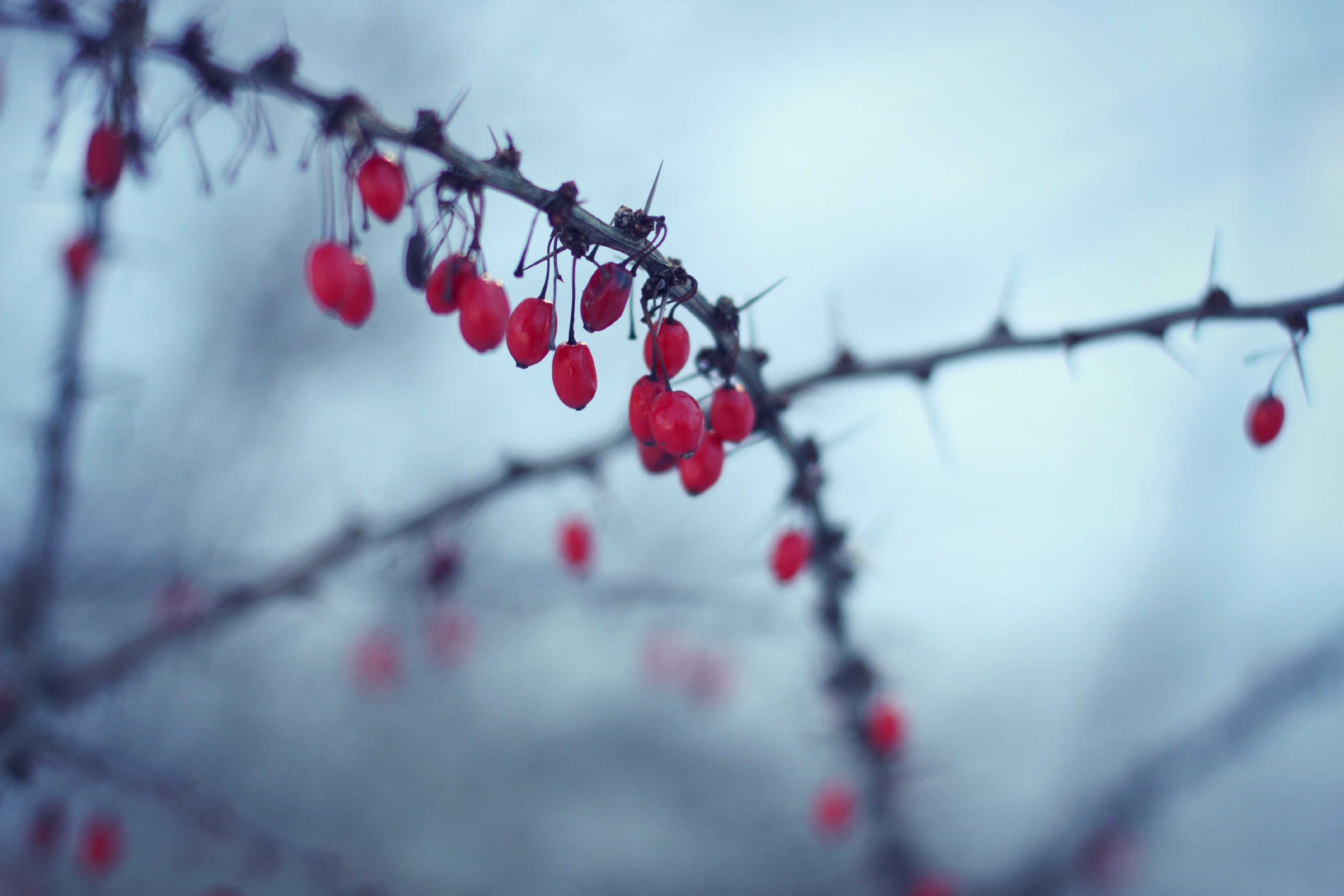 snow berries redberries