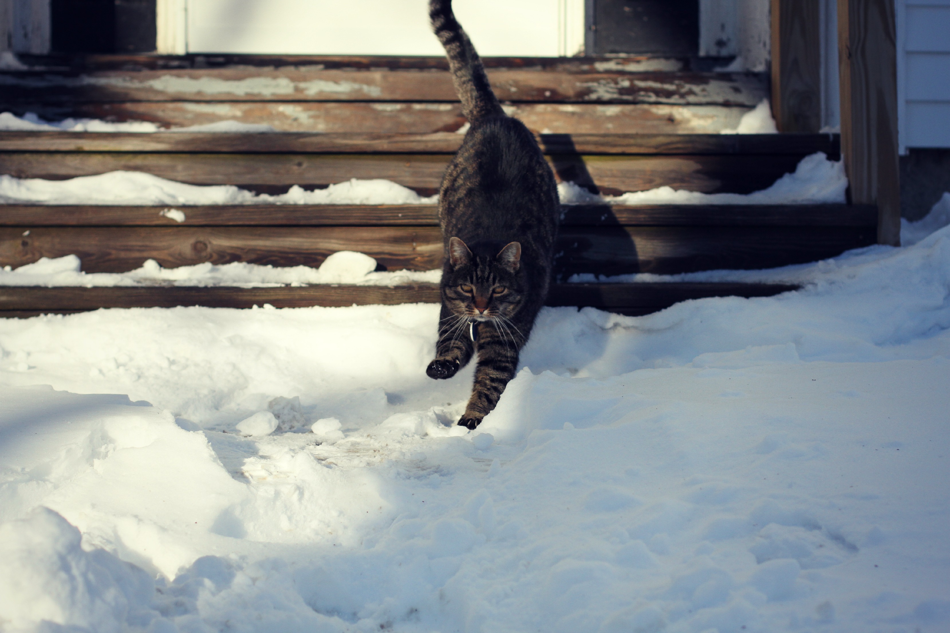 snow kitty snowkitty