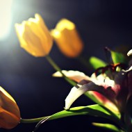sunlit tulips
