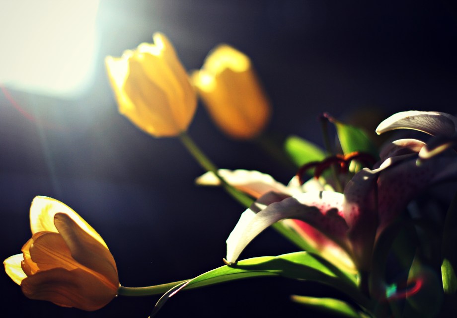 sunlit tulips