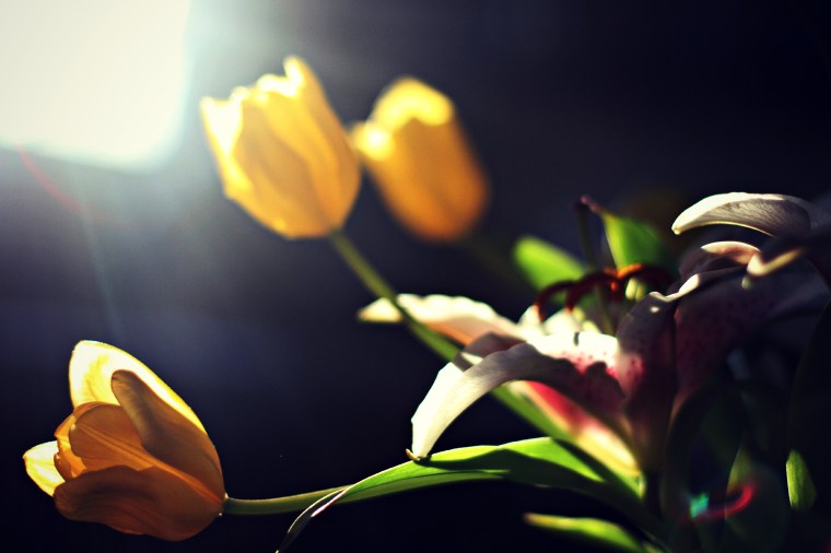 sunlit tulips