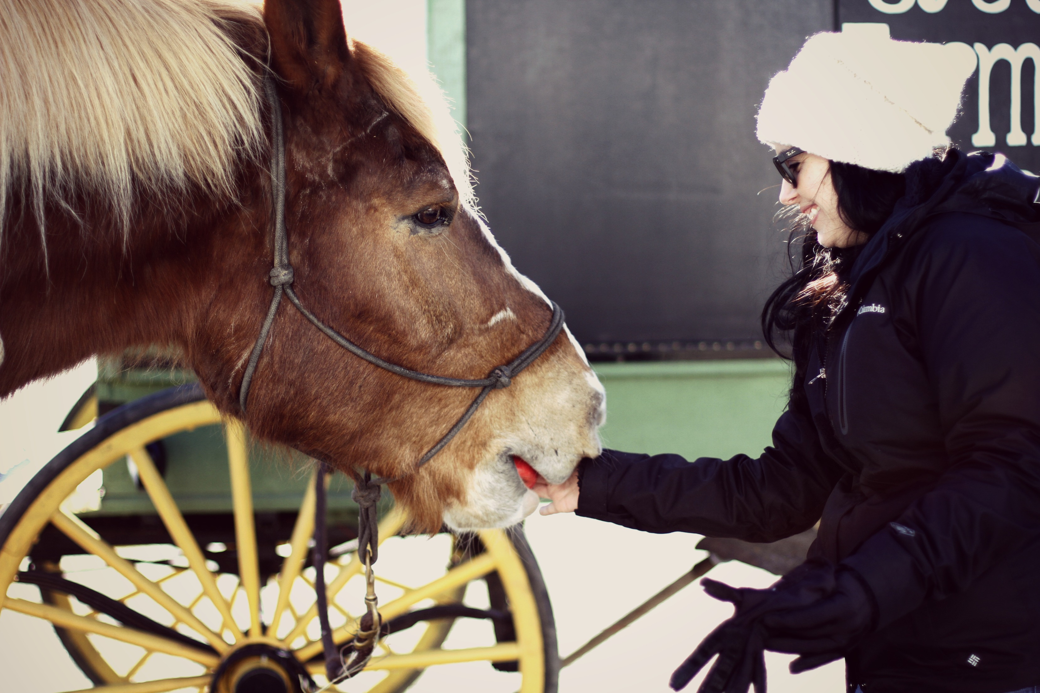 Belgian horse named Don Oyster River Winegrowers