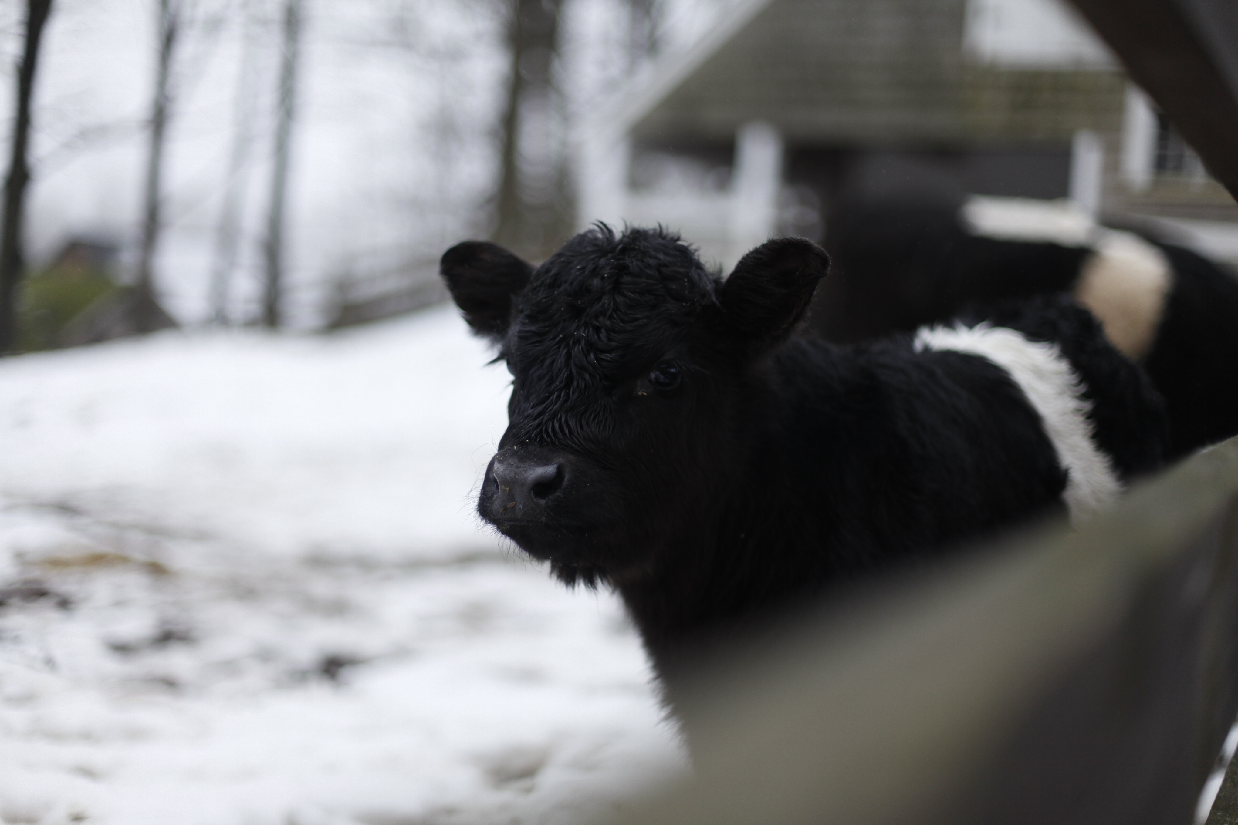 Baby Belted Galloway