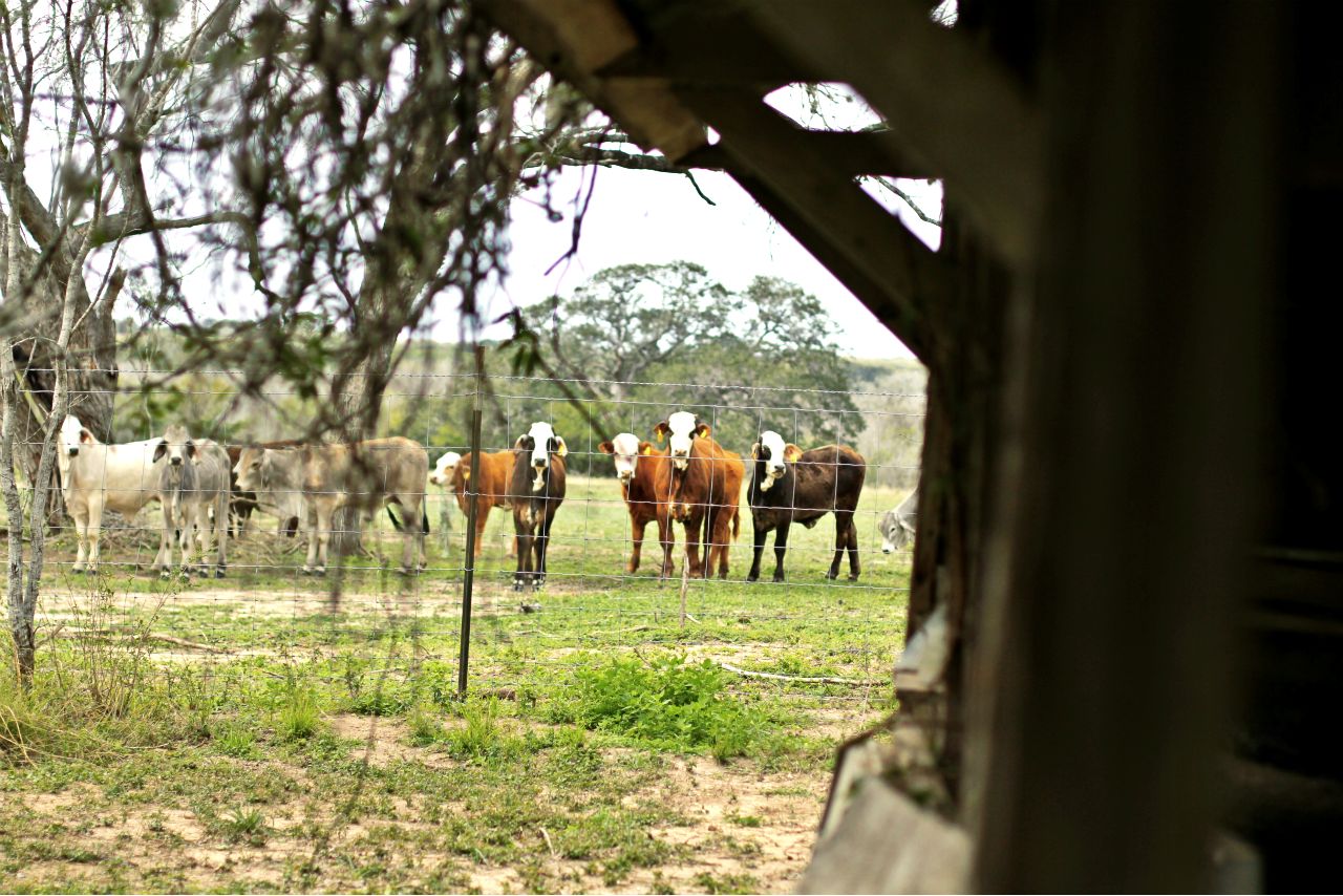 brahman cattle