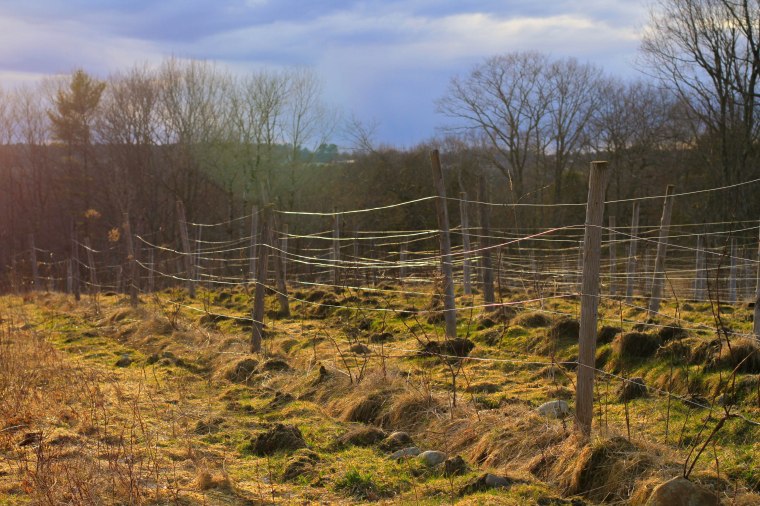 vineyard at sunset 