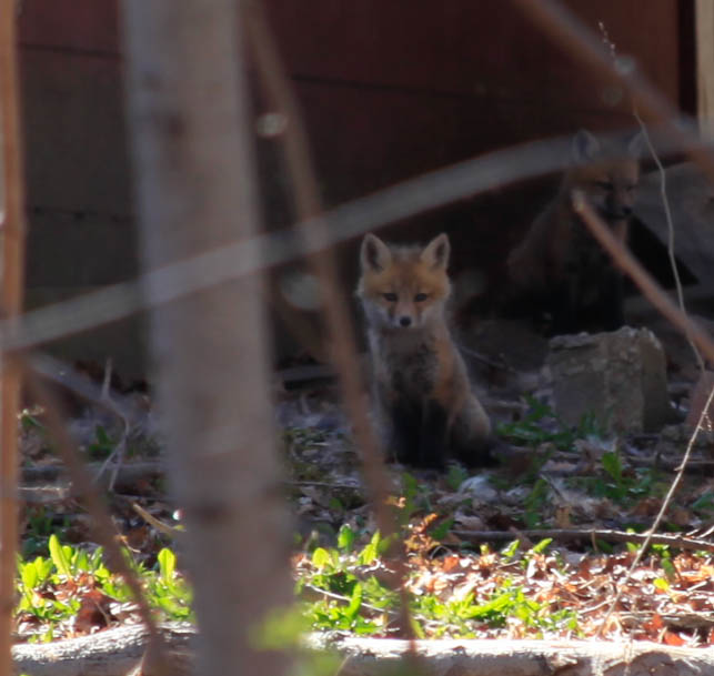 fox and friends...or rather his siblings.  in our backyard
