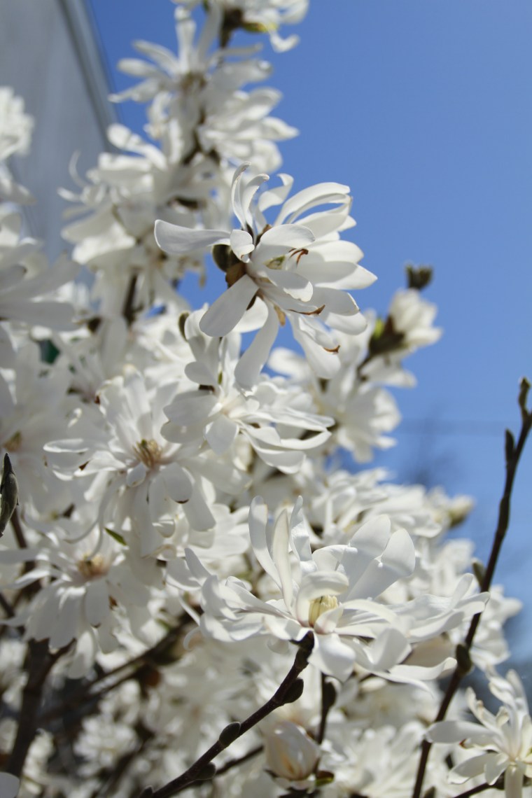 have never seen a flower/bush/tree such as this