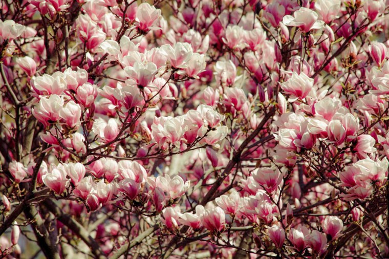 pink magnolia 