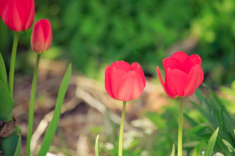 red tulips