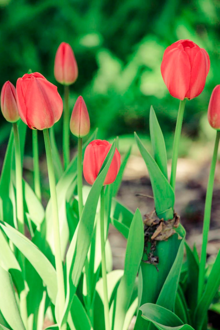 red tulips