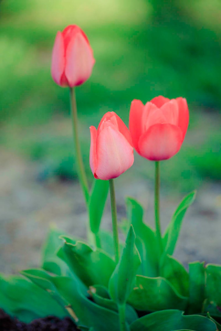 tulips