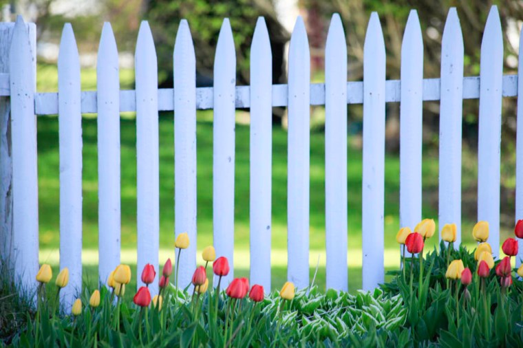tulips and white picked fence