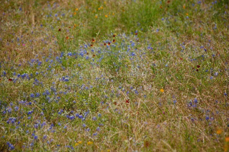 Texas wildflowers