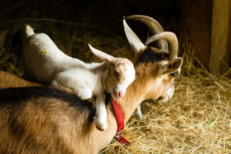 mother and baby goat