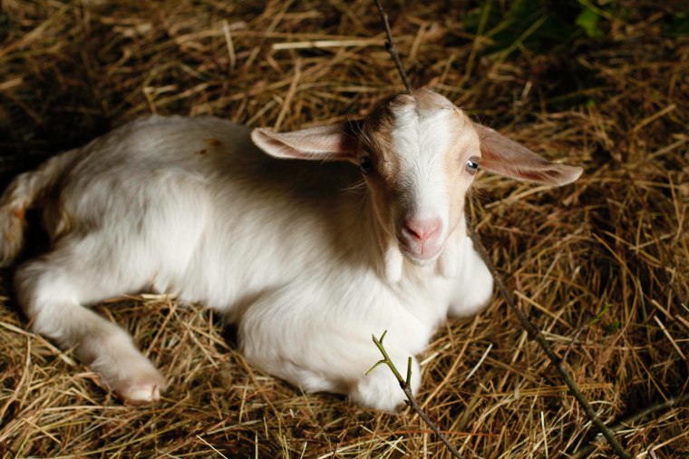 baby goat