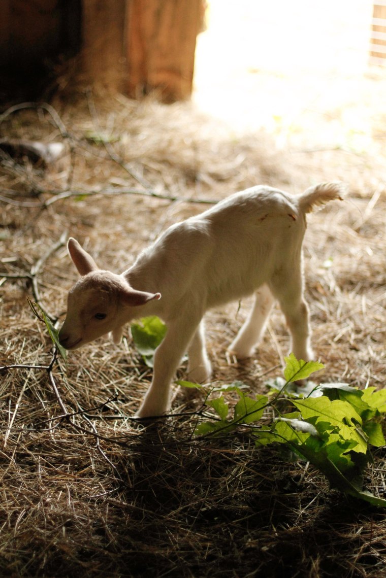 baby goat