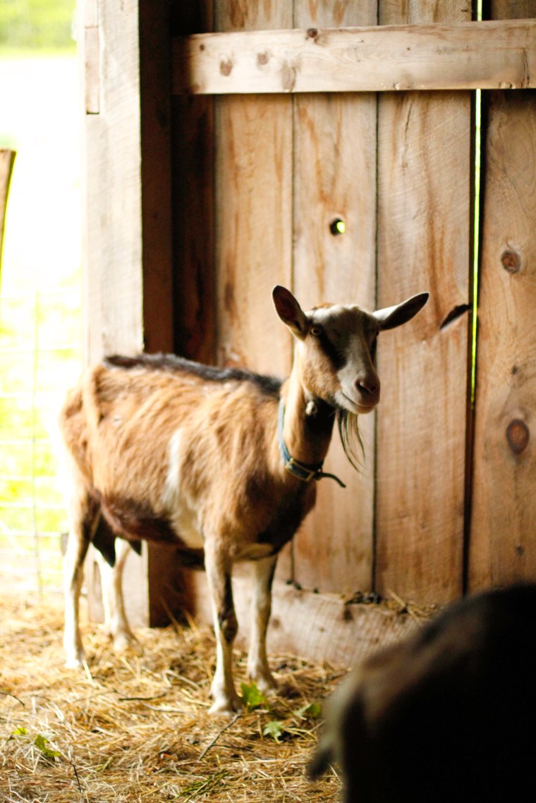Edelweiss checking out the grandgoat.