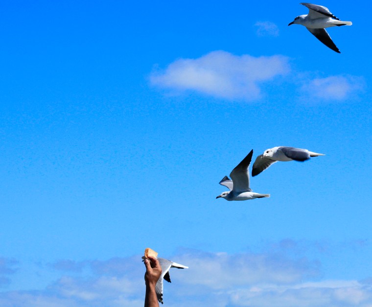 feeding the gulls