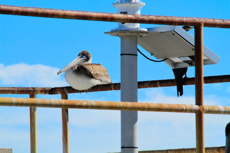 pelican perch