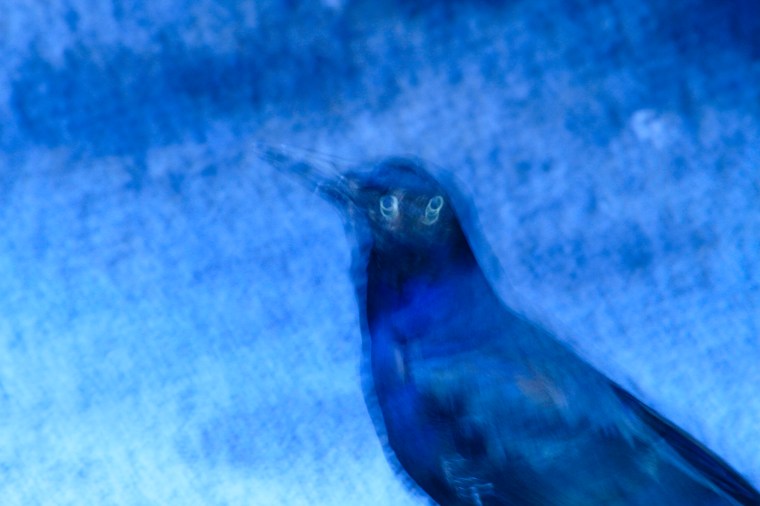 Blue Raven