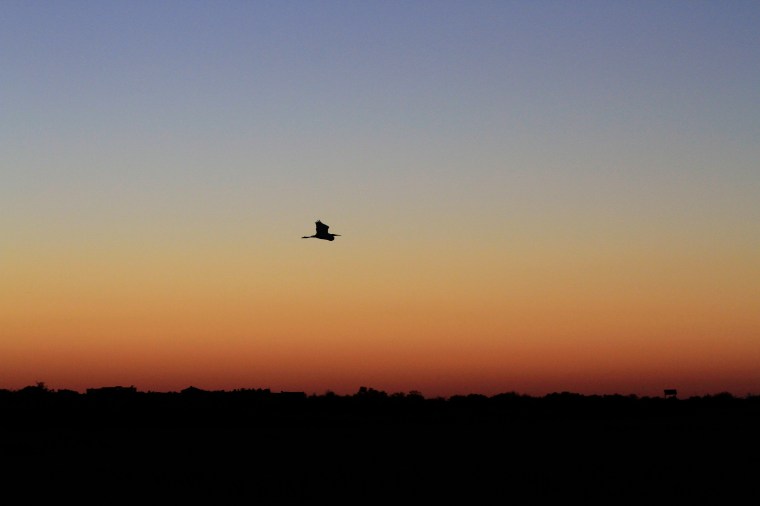 twilight bird in flight