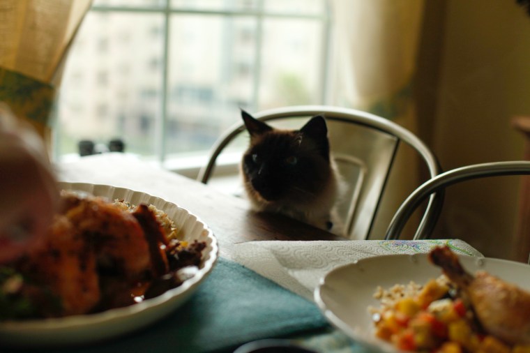 Kitty at the table