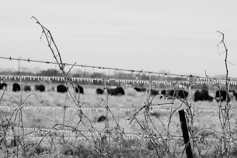 ice on a fence