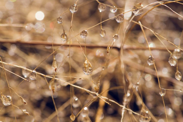 macro water drops