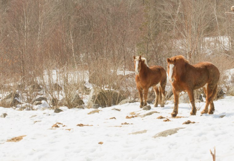 Belgian Horses 