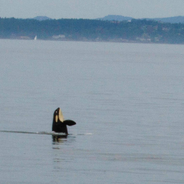 spyhopping orca