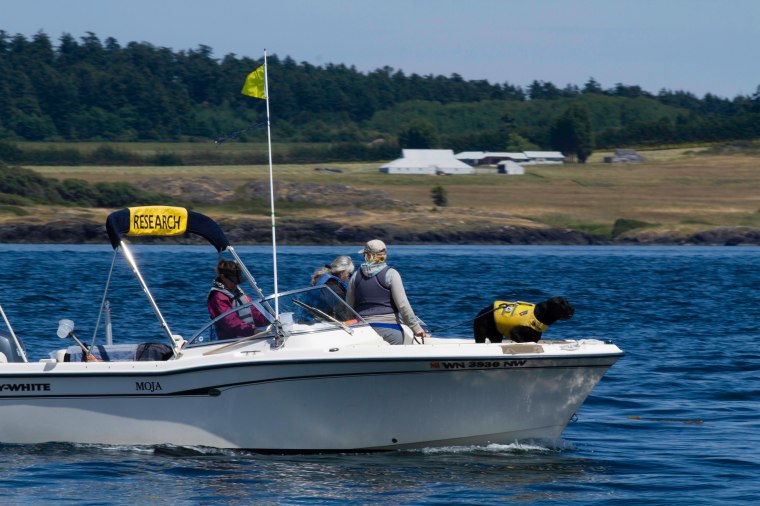 a whale research dog...he sniffs out whale poo! 
