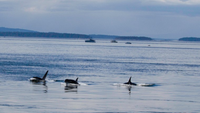 Southern Resident Orca approaching Lime Kiln Park 