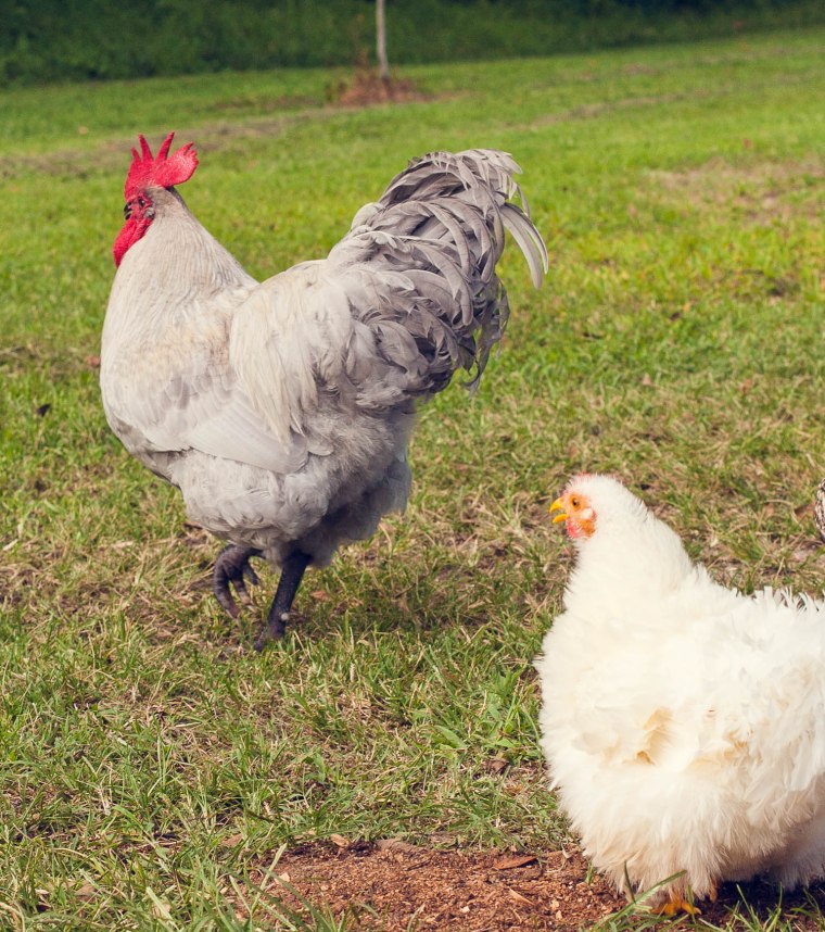 Rooster with frizzle chicken