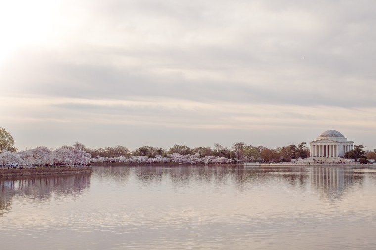 DC Cherry Blossoms Tidal Basin