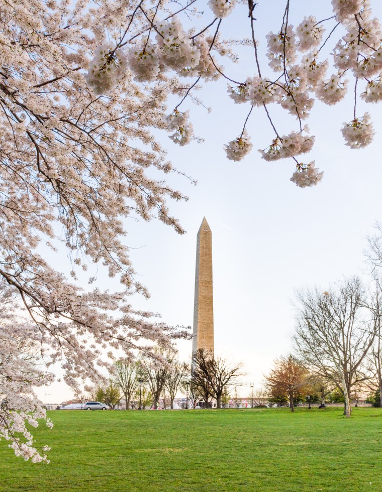 Washington Monument DC cherry blossoms