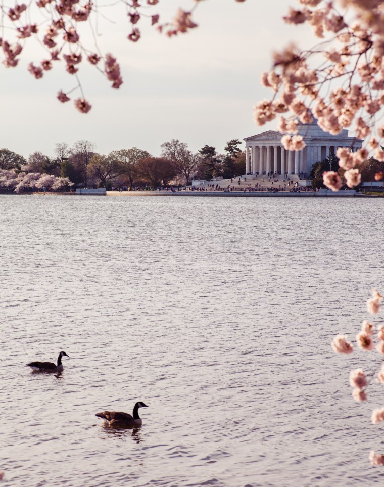 Tidal Basin DC cherry blossoms