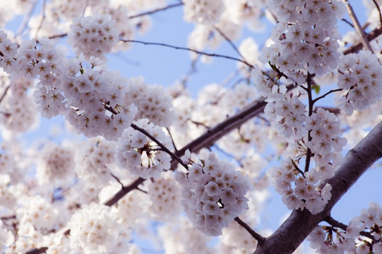 DC cherry blossoms