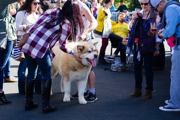 Alaskan Malamute... hands down the biggest dog we've EVER seen! 